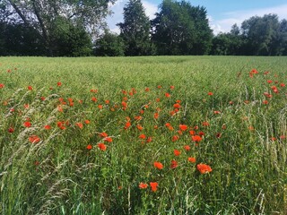 Poppies with red blossoms on a field