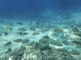 School of sarpa salpa in the mediterranean sea, Salema porgy fish (Sarpa salpa). Sarpa salpa, known commonly as the dreamfish, salema, salema porgy, cow bream or goldline, shoal of fish in undersea.