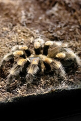 Spider brachypelma auratum in a terrarium closeup