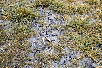  Summer without rain. Cracked earth from drought and som green grass.
