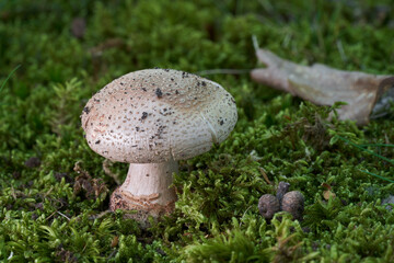 Edible mushroom Amanita rubescens in the moss. Known as Eurasian Blusher. Wild mushroom the the oak forest.