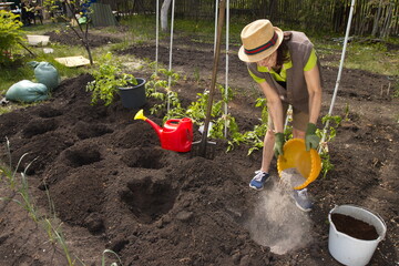 Soil fertilization. A woman farmer pours wood ash from a bucket into a hole for planting tomato seedlings.