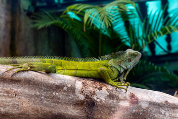 iguana en cautiverio