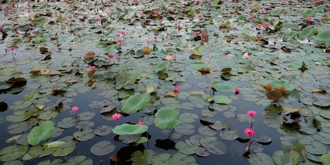 The surface of the pond is covered with many leaves of lilies and lotuses, water flowers, landscape.