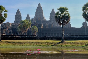 A tranquil pond featuring blooming lotus flowers near the famous Angkor Wat, a Khmer temple.