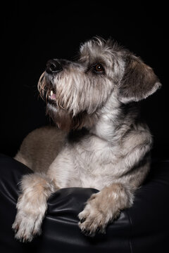 mittel schnauzer dog, photo portrait of dog