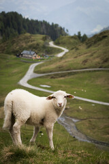 sheep in the mountains © Florian
