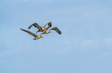 Three non breeding Adult Brown Pelicans in flight in tight formation against blue sky