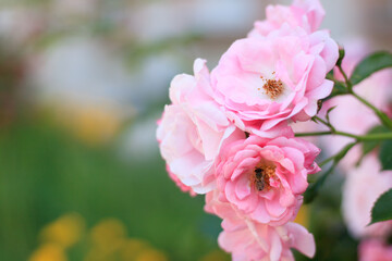 Fototapeta na wymiar pink and white flowers