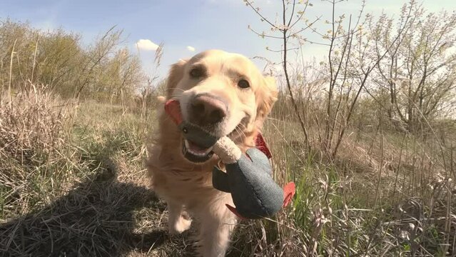 golden retriever dog walking and playing with the duck toy outdoors