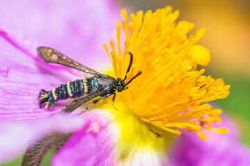 Clearwing moth, Sazonia Fenusaeformis, on Hoary Rock-Rose flower
