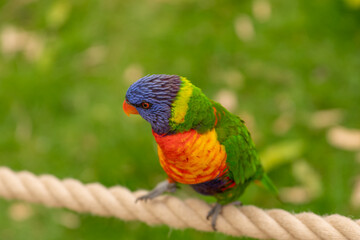 Naklejka premium rainbow lorikeet parrot
