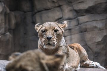 lion in zoo