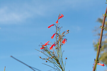 Red wildflower. penstemon centrifolius. Botany. Environment.