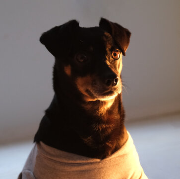 Portrait of a dog over light and shadow. 