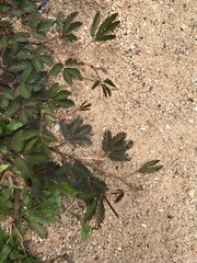 Sensitive plant growth with sand