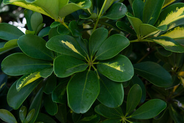 Close Up of a Green Colored Plant. Botany.