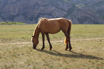 Herd of wild horses on the summer lawn