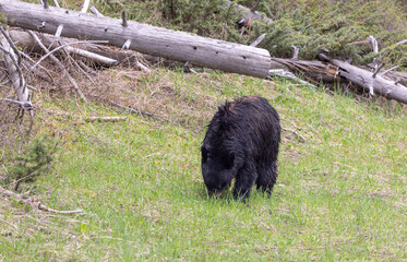 Black Bear in Yellowstone National Park in Springtime