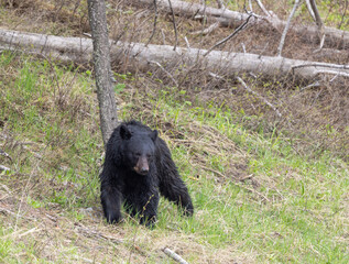Black Bear in Yellowstone National Park in Springtime