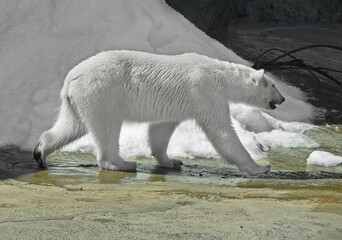 Young polar bear (Ursus maritimus) against background of snow