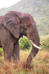 Fototapeta na wymiar Loxodonta africana - African bush elephant - African savanna elephant - Éléphant de savane d'Afrique - Éléphant de savane - Elephant africain