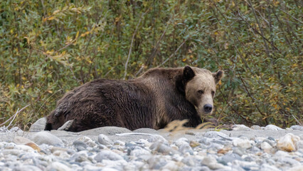 alter Grizzly beim Mittagsschlaf