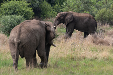 Naklejka na ściany i meble Loxodonta africana - African bush elephant - African savanna elephant - Éléphant de savane d'Afrique - Éléphant de savane - Elephant africain