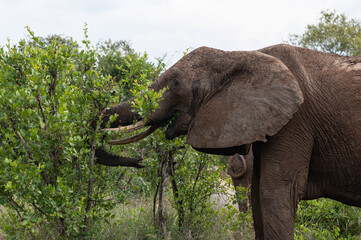 Loxodonta africana - African bush elephant - African savanna elephant - &Eacute;l&eacute;phant de savane d'Afrique - &Eacute;l&eacute;phant de savane - Elephant africain