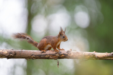 Naklejka na ściany i meble Cute Norwegian Red squirrel (Sciurus vulgaris) in sommer forest