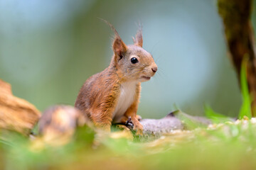 Cute Norwegian Red squirrel (Sciurus vulgaris) in sommer forest