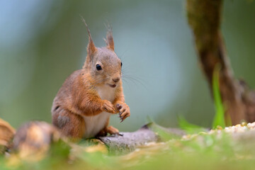Fototapeta premium Cute Norwegian Red squirrel (Sciurus vulgaris) in sommer forest