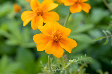 Orange gem marigold (Tagetes tenuifolia 'Orange Gem') edible flower
