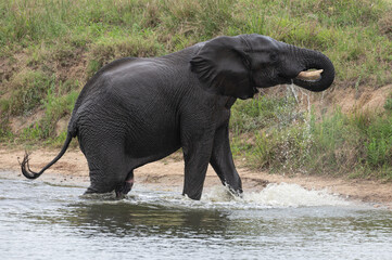 Fototapeta na wymiar Loxodonta africana - African bush elephant - African savanna elephant - Éléphant de savane d'Afrique - Éléphant de savane - Elephant africain
