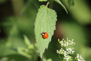 Ladybug on green leaf