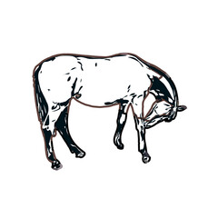 Color sketch of a horse with transparent background