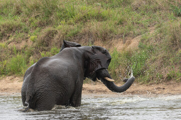 Loxodonta africana - African bush elephant - African savanna elephant - Éléphant de savane d'Afrique - Éléphant de savane - Elephant africain