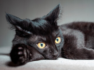 Black kitten is lying on a grey background. Close-up.