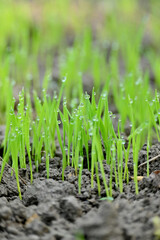 closeup the bunch green ripe paddy plant soil heap and growing in the farm with water drops soft focus natural green brown background.
