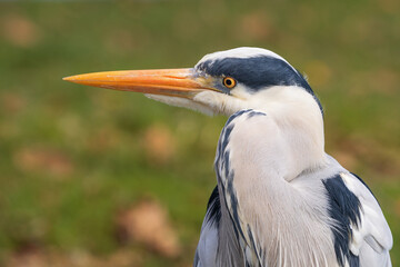 A gray heron (Ardea cinerea) in the city park close-up.  Place for text.