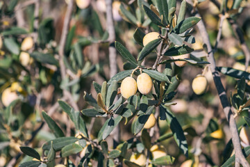 Discover the scenic Olive Fruit Farm, nestled in the heart of the countryside, where rows upon rows of olive trees thrive under the warm sun