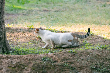Naklejka na ściany i meble Cat sneaking and hunting on a grass in park
