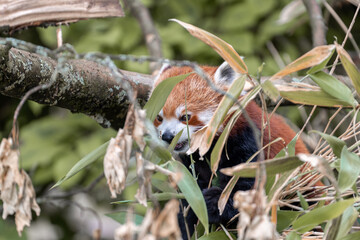 red panda resting on the tree