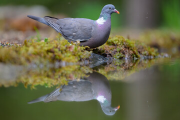 Obraz premium Stock dove (Columba oenas)&nbsp;in green forest