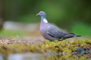 Stock dove (Columba oenas) in green forest
