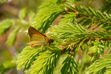 Small skipper (Thymelicus sylvestris) on young fir-tree.