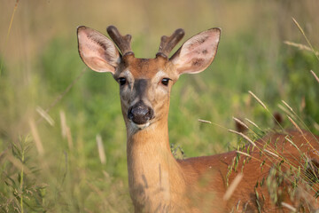 Close-up of White-tailed Deer with Antlers Looking at Camera
