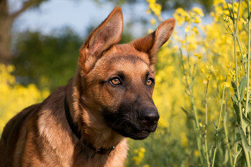 head portrait of a young german shepherd dog in the rape seed field