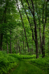 Fototapeta na wymiar Footpath in the forest