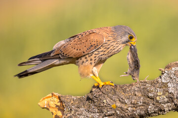 Common Kestrel Perched Eating Mouse